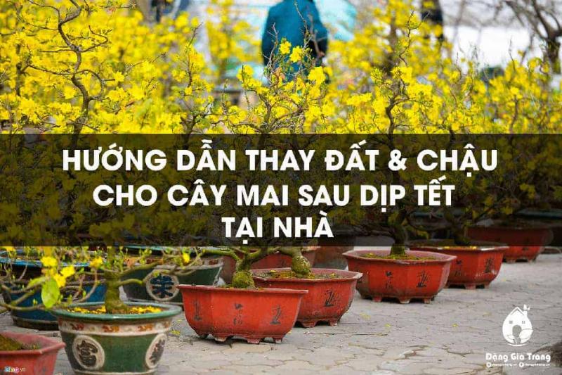 Lua chon dat trong va chau thoat nuoc tot cho cay mai vang